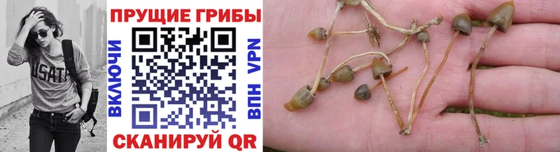Галлюциногенные грибы Psilocybine cubensis Сысерть
